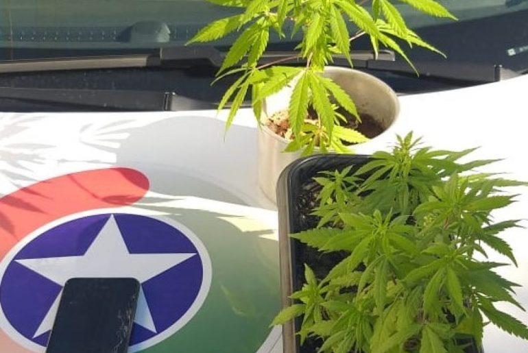 Polícia Militar localiza plantação de maconha em propriedade rural no Alto Vale
