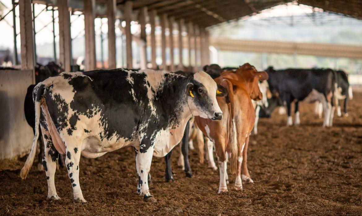 Polícia Rodoviária Federal lança Sinal Agro para registro de roubo e furto de animais