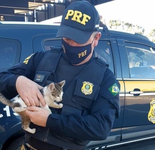Policiais resgatam gato jogado às margens de rodovia em SC; motorista foi encontrado 