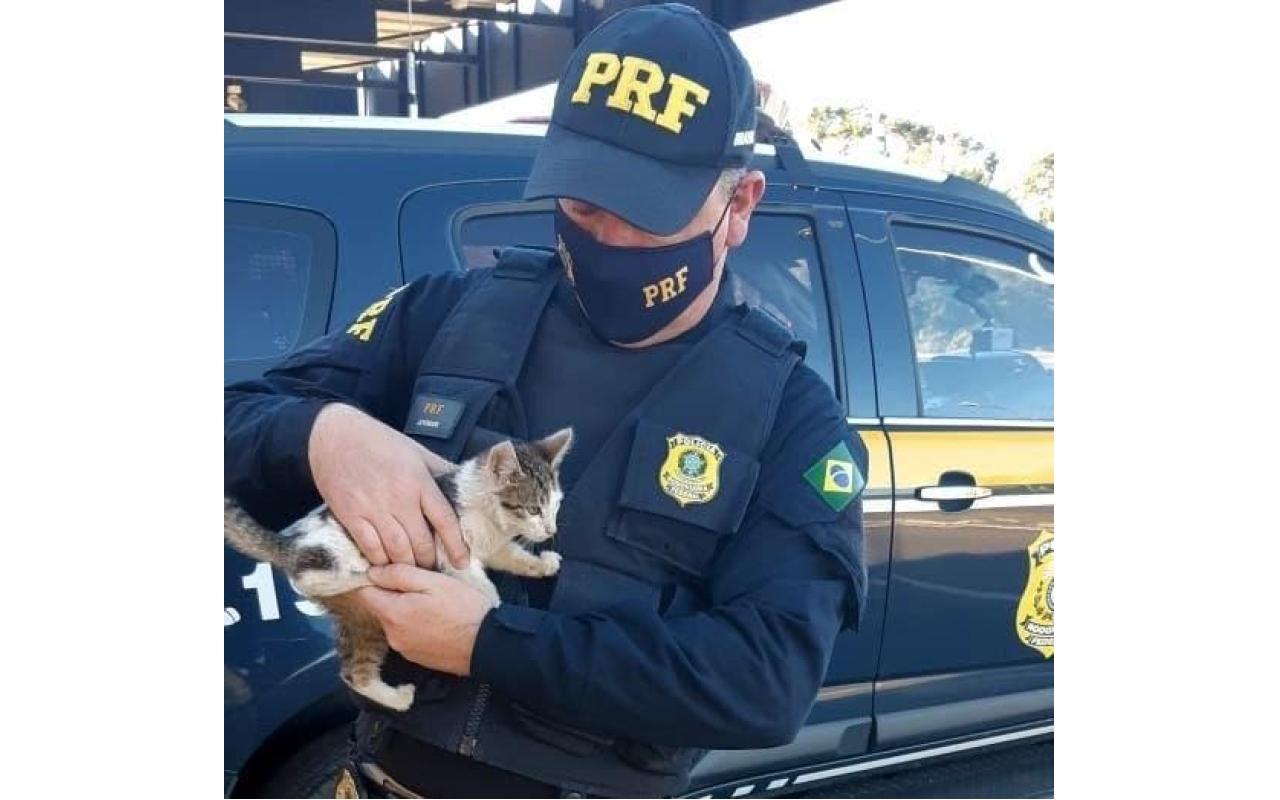 Policiais resgatam gato jogado às margens de rodovia em SC; motorista foi encontrado 