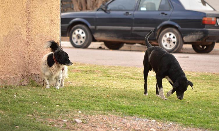 Populares pedem apoio de moradores da região para não deixarem cachorros soltos nas ruas