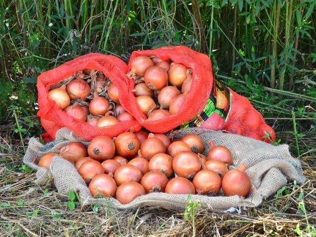 Por que tantos pedidos de Proagro na cebola em Santa Catarina?