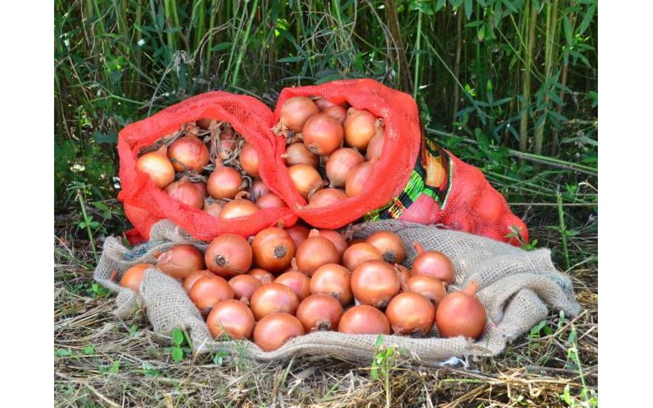 Proagro Por que tantos pedidos de Proagro na cebola em Santa Catarina? - Rádio ...