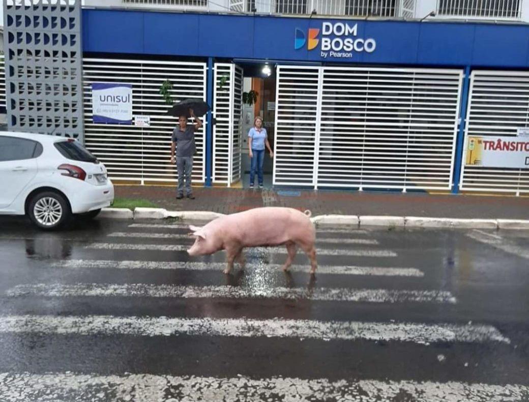 Porco atrapalha trânsito e para na faixa de pedestres em Chapecó