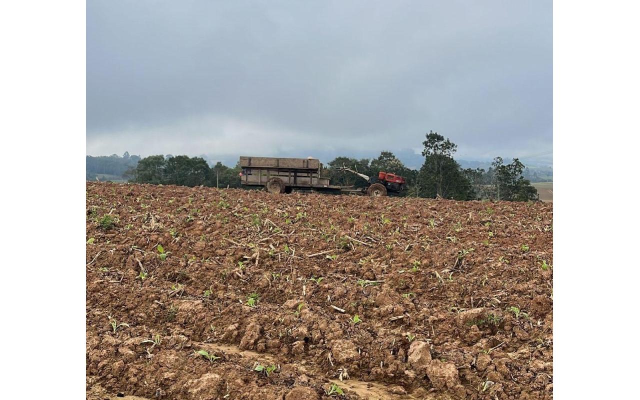 Possibilidade de El Niño exige mais atenção de produtores de tabaco na hora do transplante das mudas