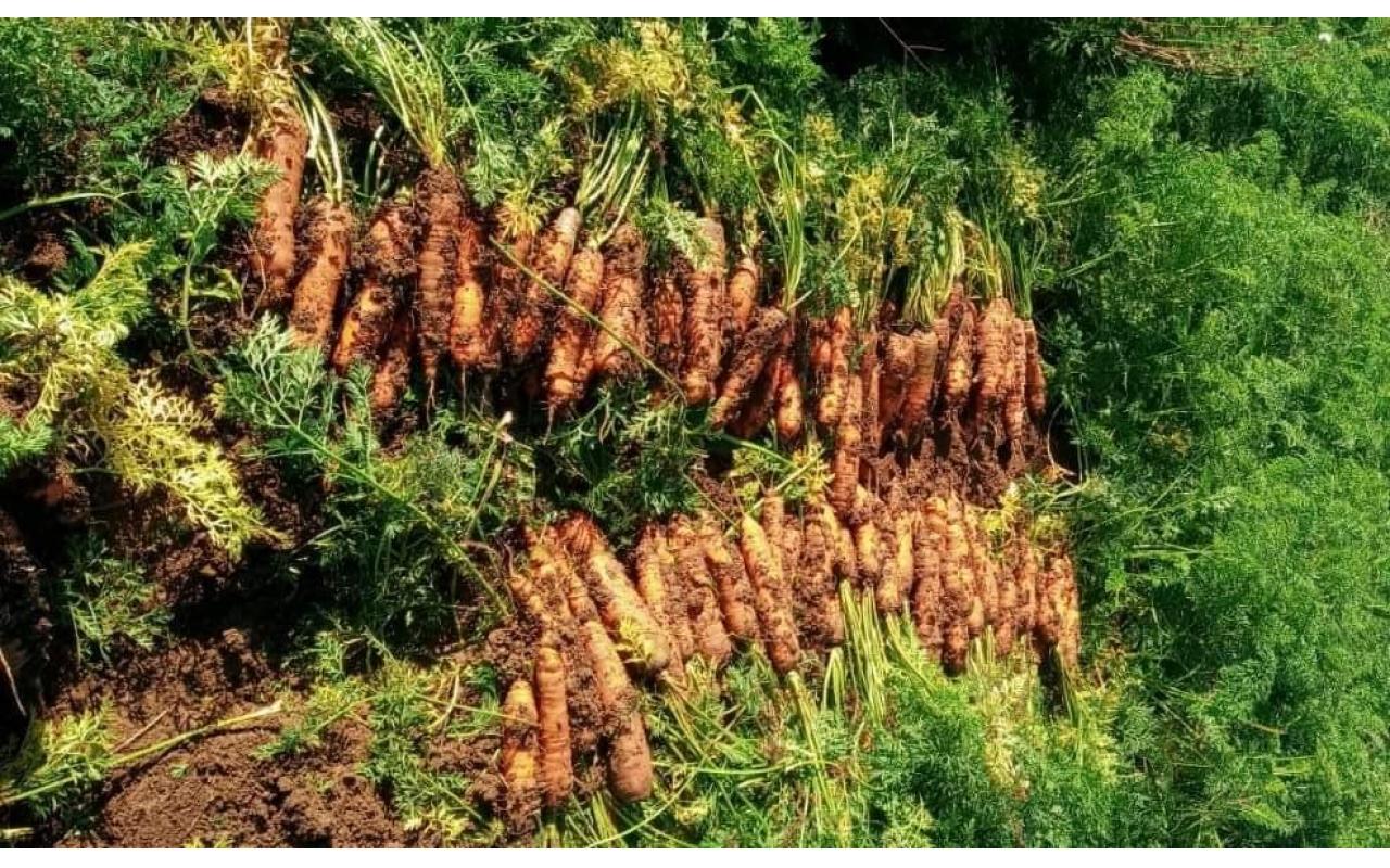 Preço baixo da cenoura desmotiva produtores da região