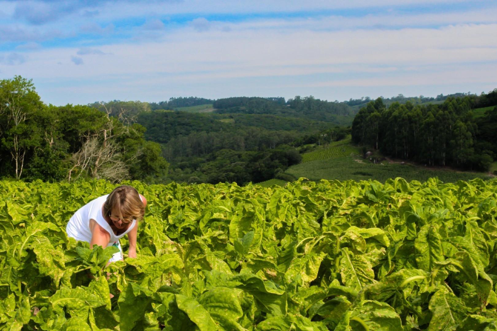 Preço de comercialização do tabaco safra 2020/2021 não é definido