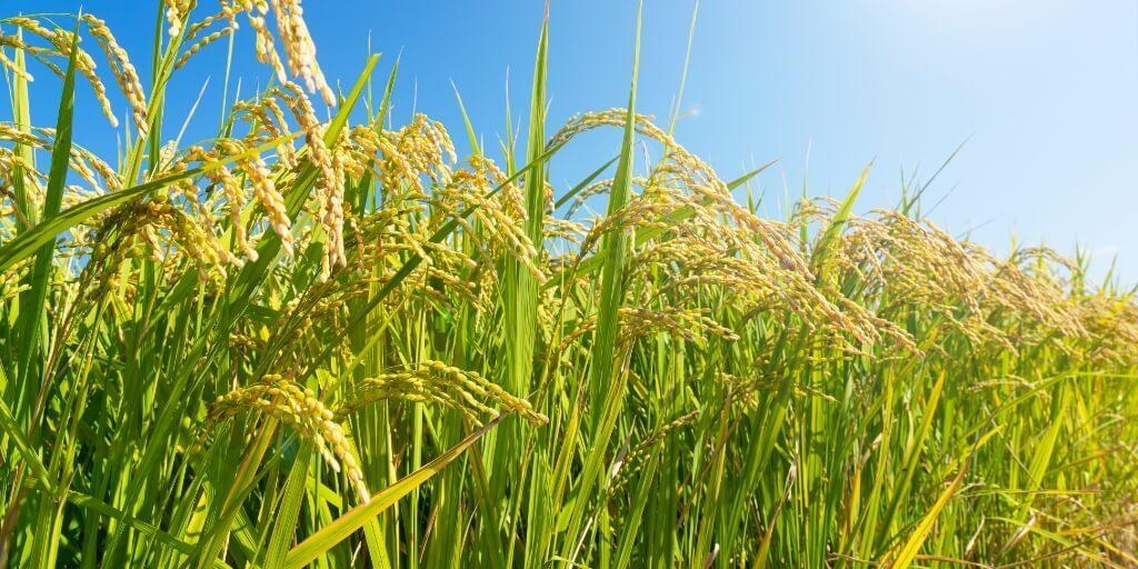 Preço do arroz despenca e Agronômica adia tradicional Festa do Arroz