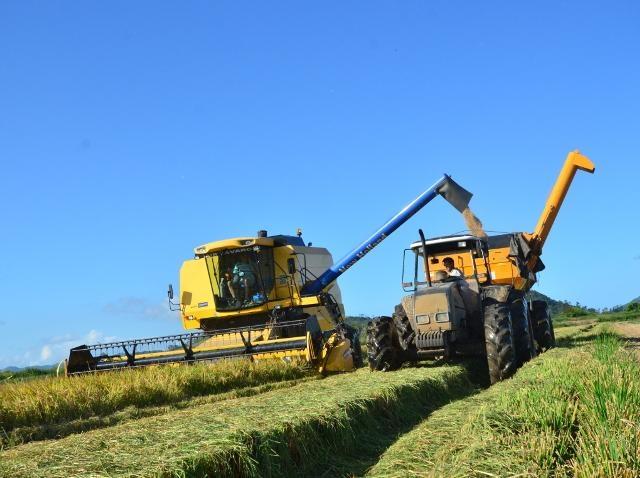 Preço do arroz: produtor catarinense não é o responsável, avalia Epagri/Cepa