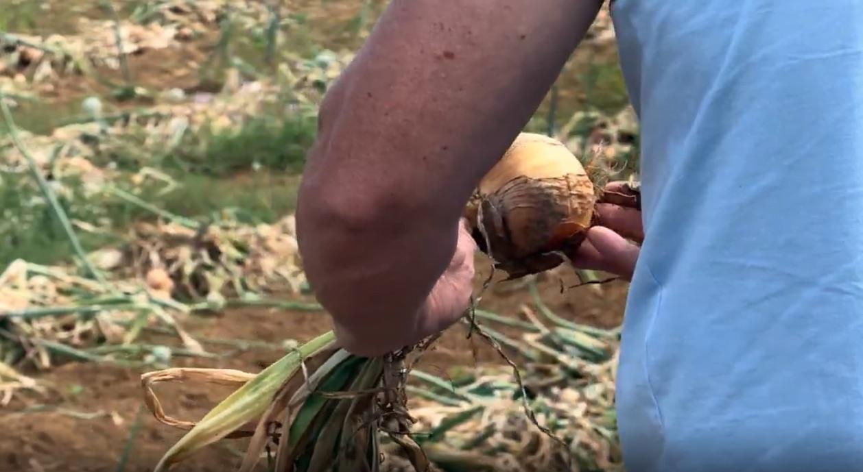 Prefeito de Ituporanga comemora prorrogação de financiamentos para produtores de cebola