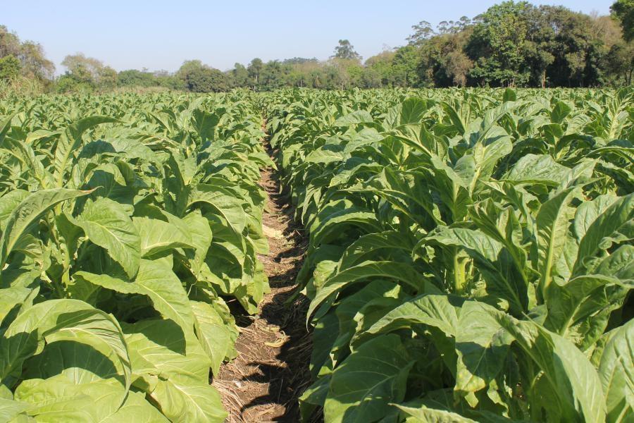 Prefeito em exercício de Ituporanga representa Associação dos Municípios Produtores de Tabaco da Região Sul do Brasil