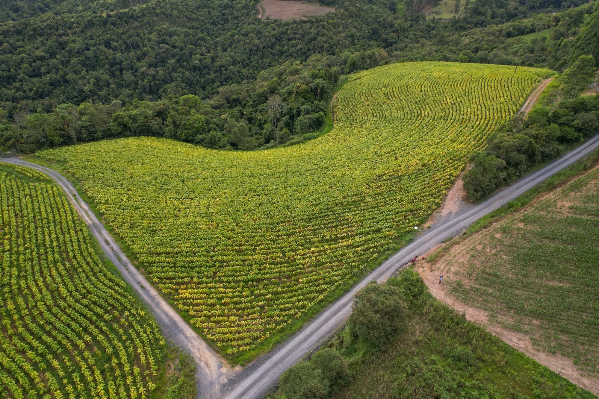 Prefeitos e Vereadores discutem em Brasília o futuro da Cadeia Produtiva de Tabaco