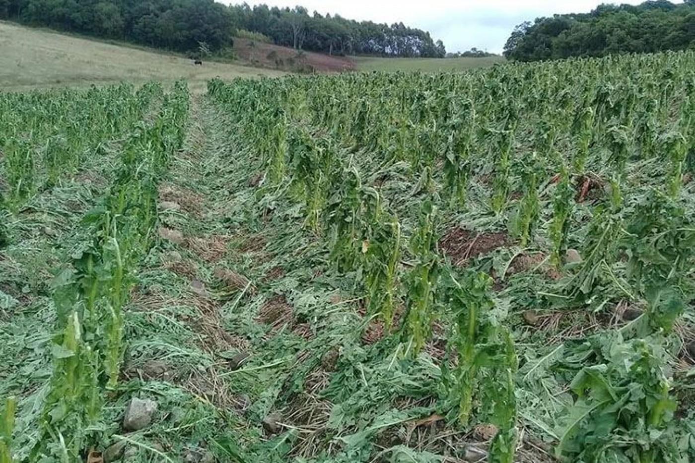 Prejuízos com granizo na cultura do tabaco chegam a R$ 100 milhões