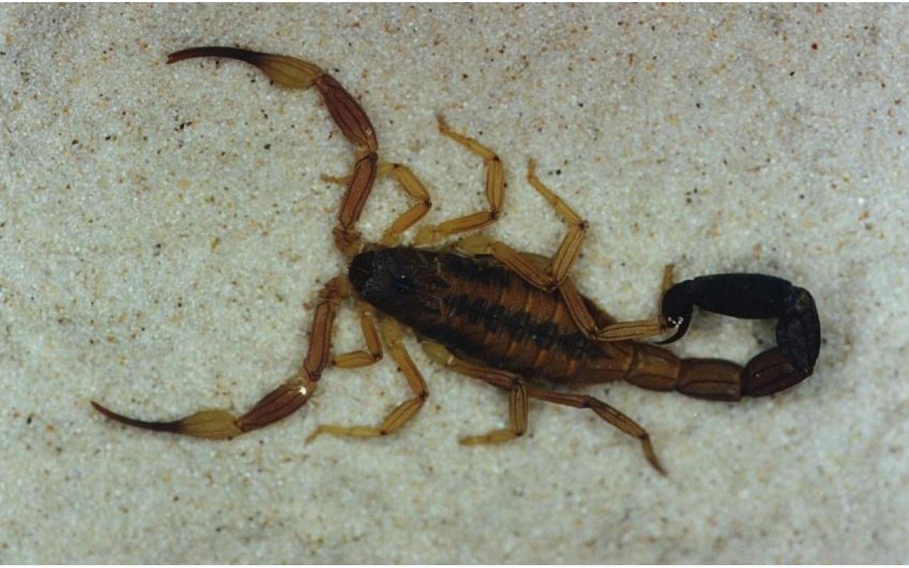 Presença de escorpiões assusta moradores em Ituporanga