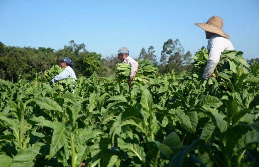 Presidente da Afubra destaca importância dos produtores de tabaco para a economia do Brasil
