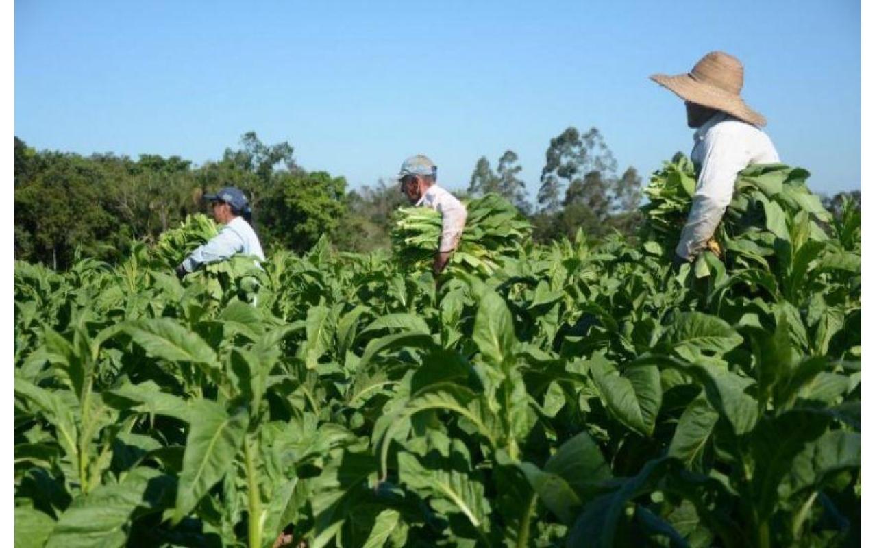 Presidente da Afubra destaca importância dos produtores de tabaco para a economia do Brasil