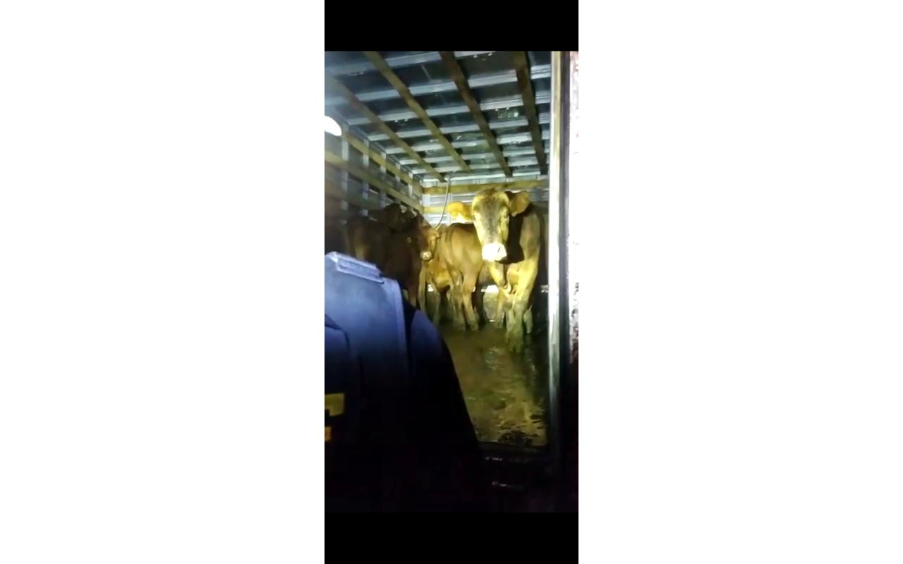 PRF de Rio do Sul recupera caminhão com registro de furto que transportava gado também furtado
