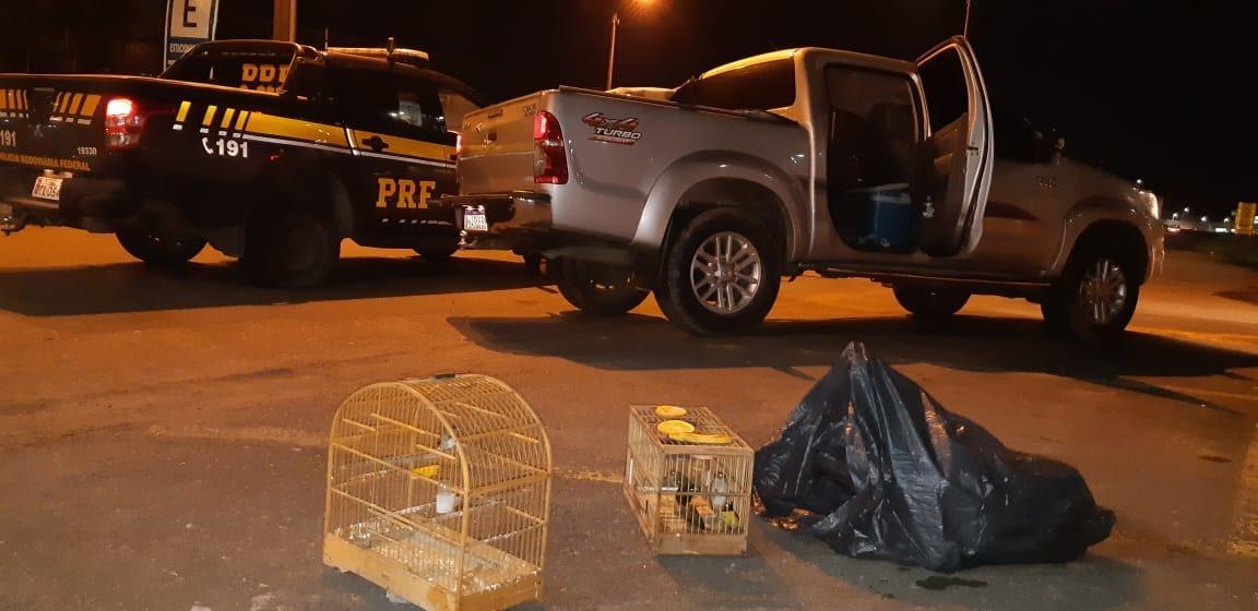 PRF flagra pássaros silvestres em carroceria de caminhonete na BR-470 