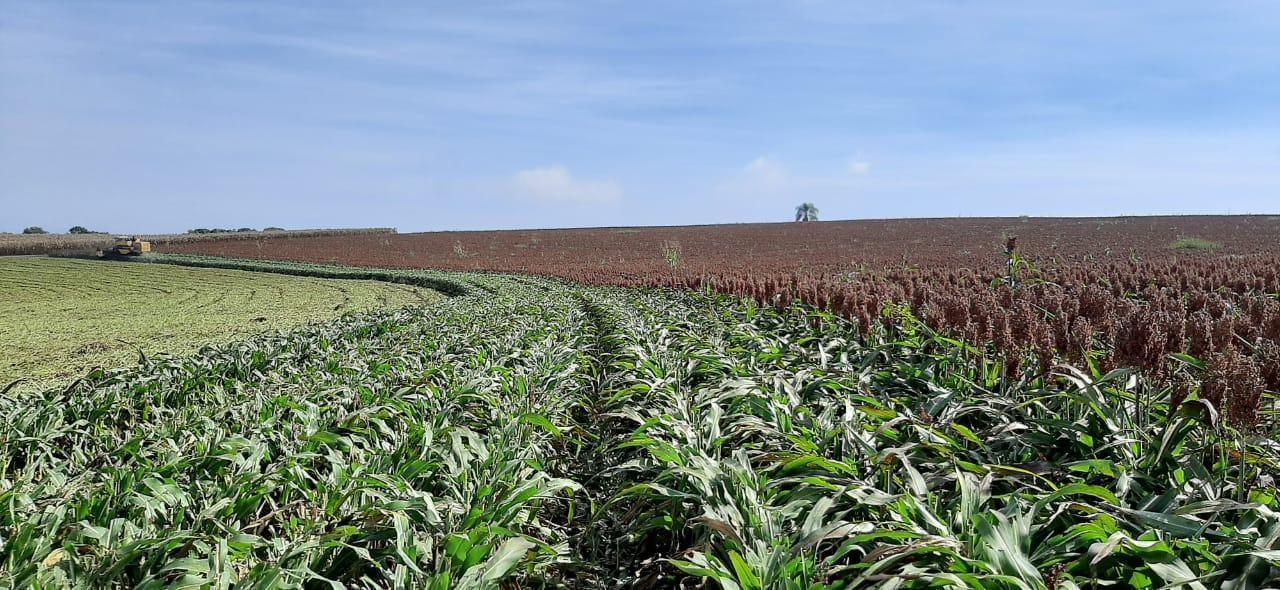 Primeira safra de sorgo para alimentação animal é colhida em Ituporanga 
