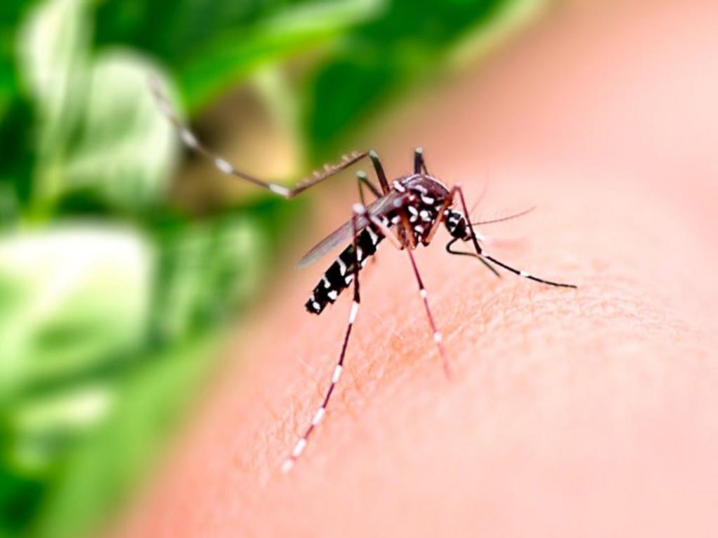 Primeiro caso autóctone de Dengue em Aurora foi descartado; resultado da contraprova foi negativo