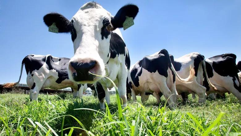 PRODUÇÃO DE LEITE: governo e produtores de Santa Catarina estudam mecanismos para fortalecer a cadeia produtiva e incentivar a exportação