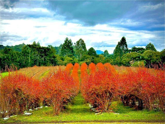 Produção de mirtilo avança em áreas de reflorestamento na Serra Catarinense