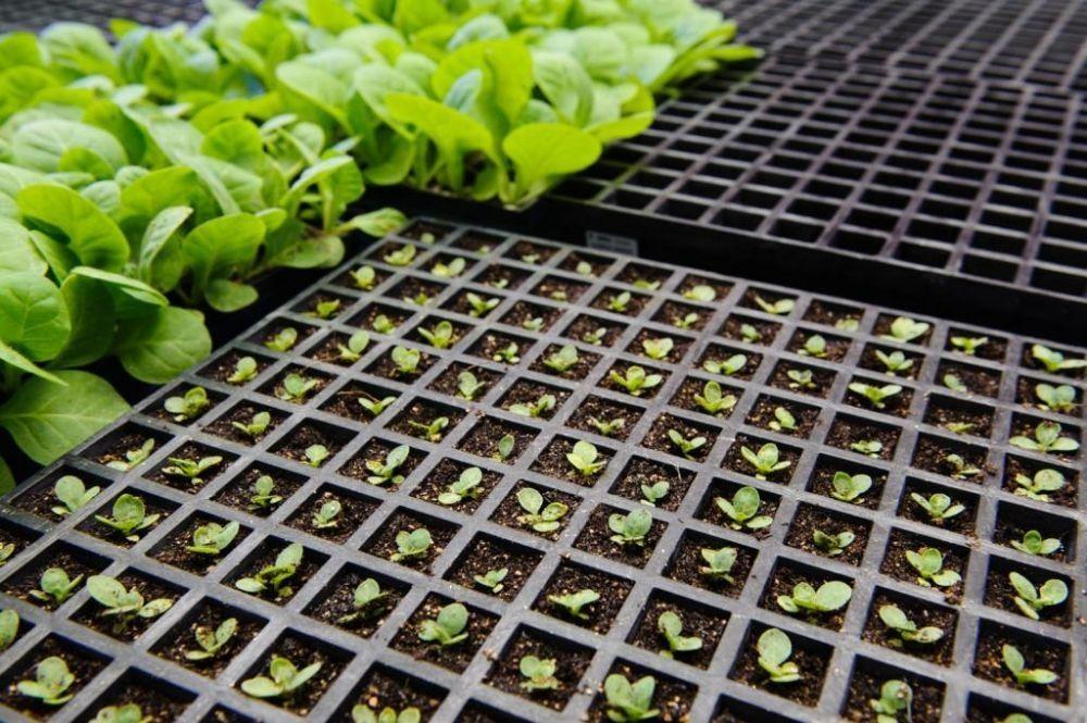 Produção de mudas de tabaco exige atenção desde a escolha da semente