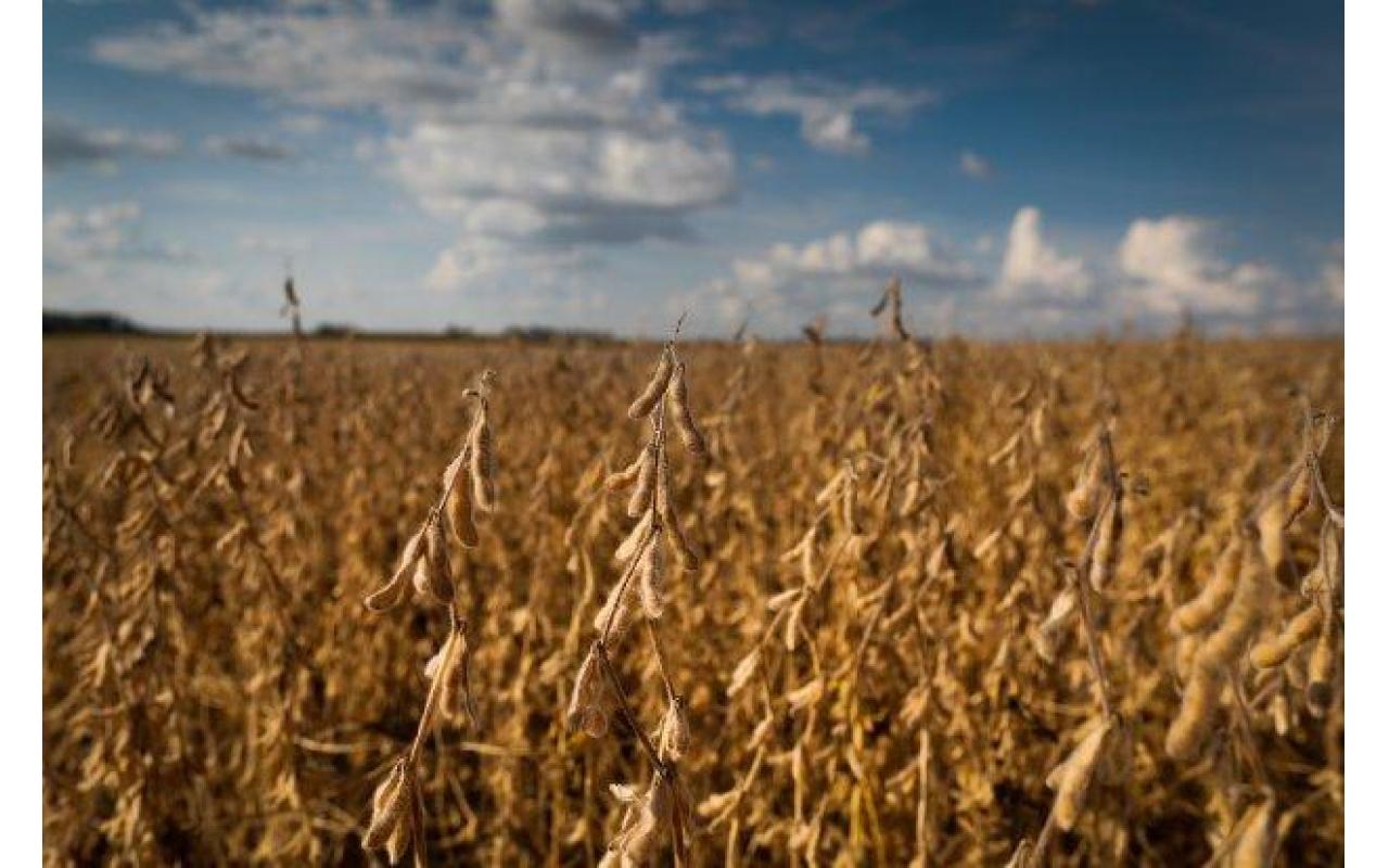Produção de soja cresce 43,5% em oito anos no estado