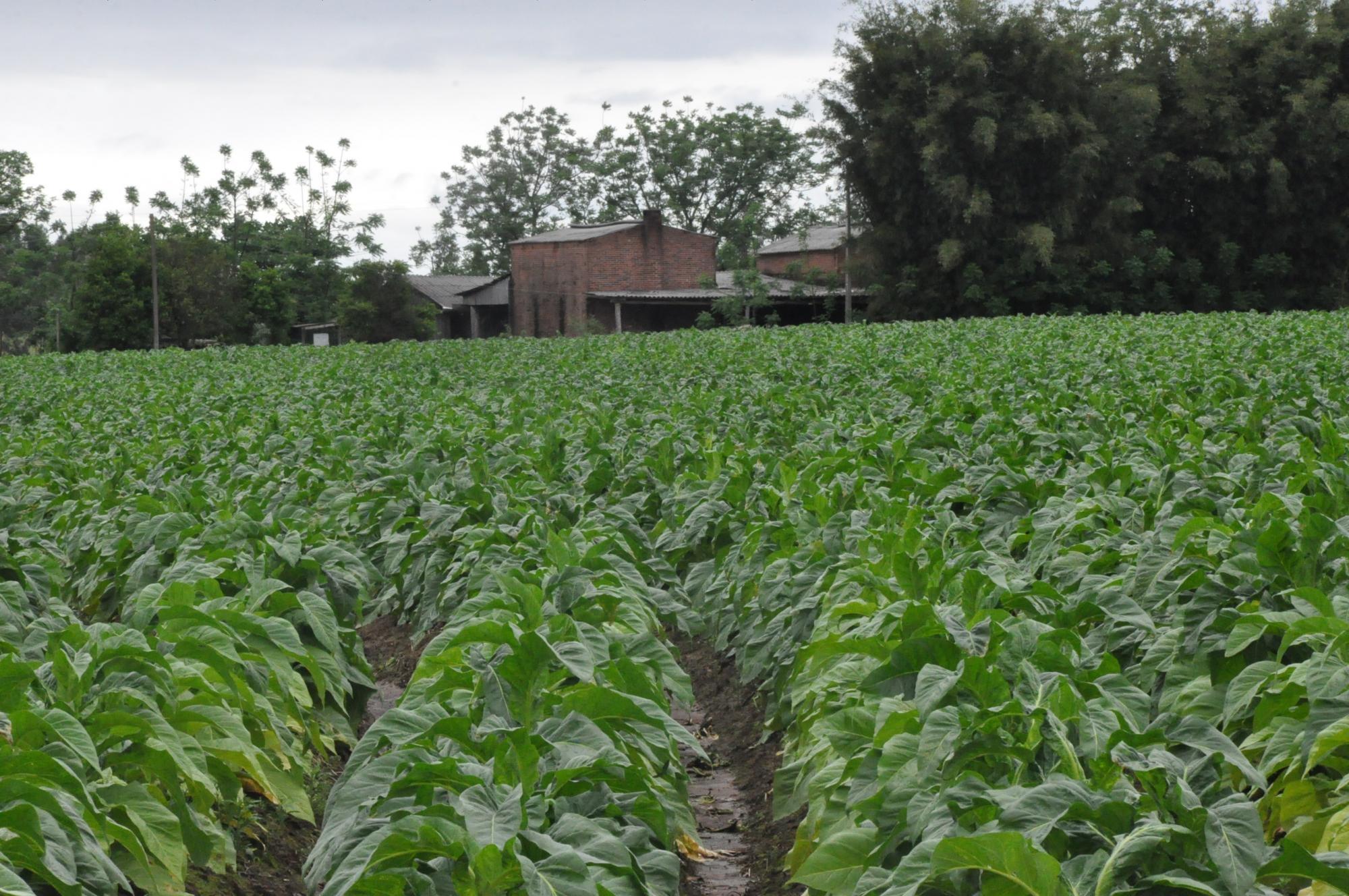 Produção de tabaco gera renda bruta de quase R$ 2 bilhões em Santa Catarina