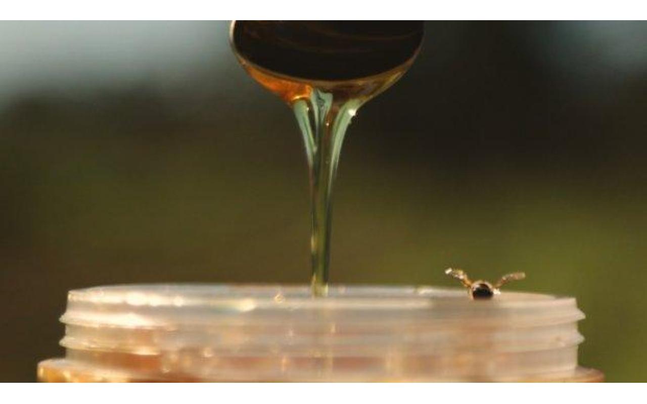 Produtor do melhor mel do mundo, Santa Catarina prevê safra acima da média em 2020