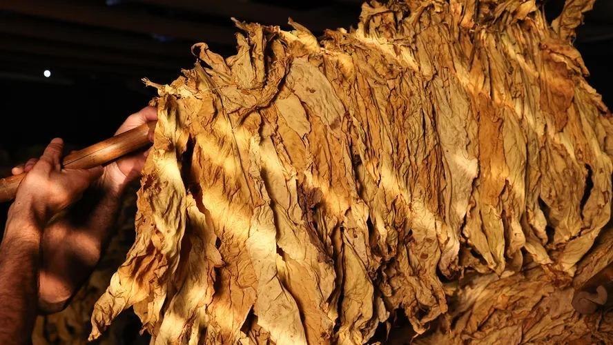 Produtor do RS avalia como positiva a compra de tabaco direto na propriedade