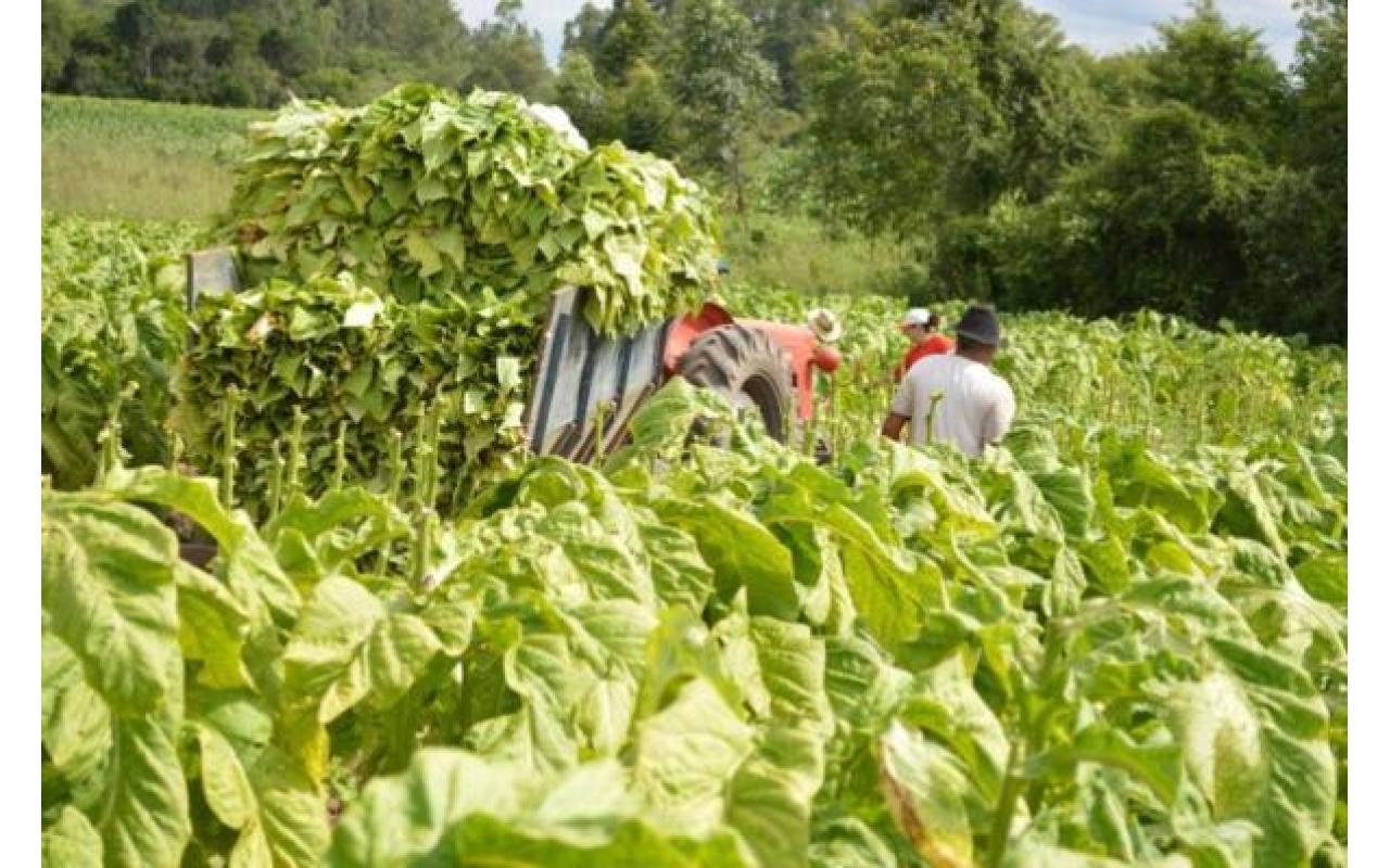 Produtores de tabaco iniciam a colheita da safra na região do Alto Vale