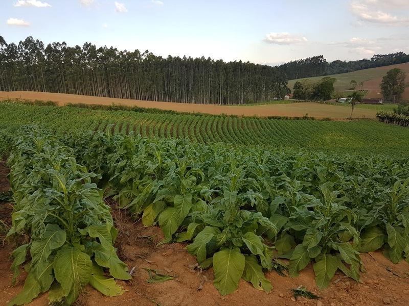 Produtores de tabaco iniciam colheita da safra no Alto Vale