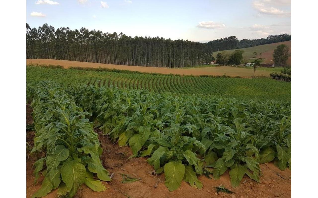 Produtores de tabaco iniciam colheita da safra no Alto Vale