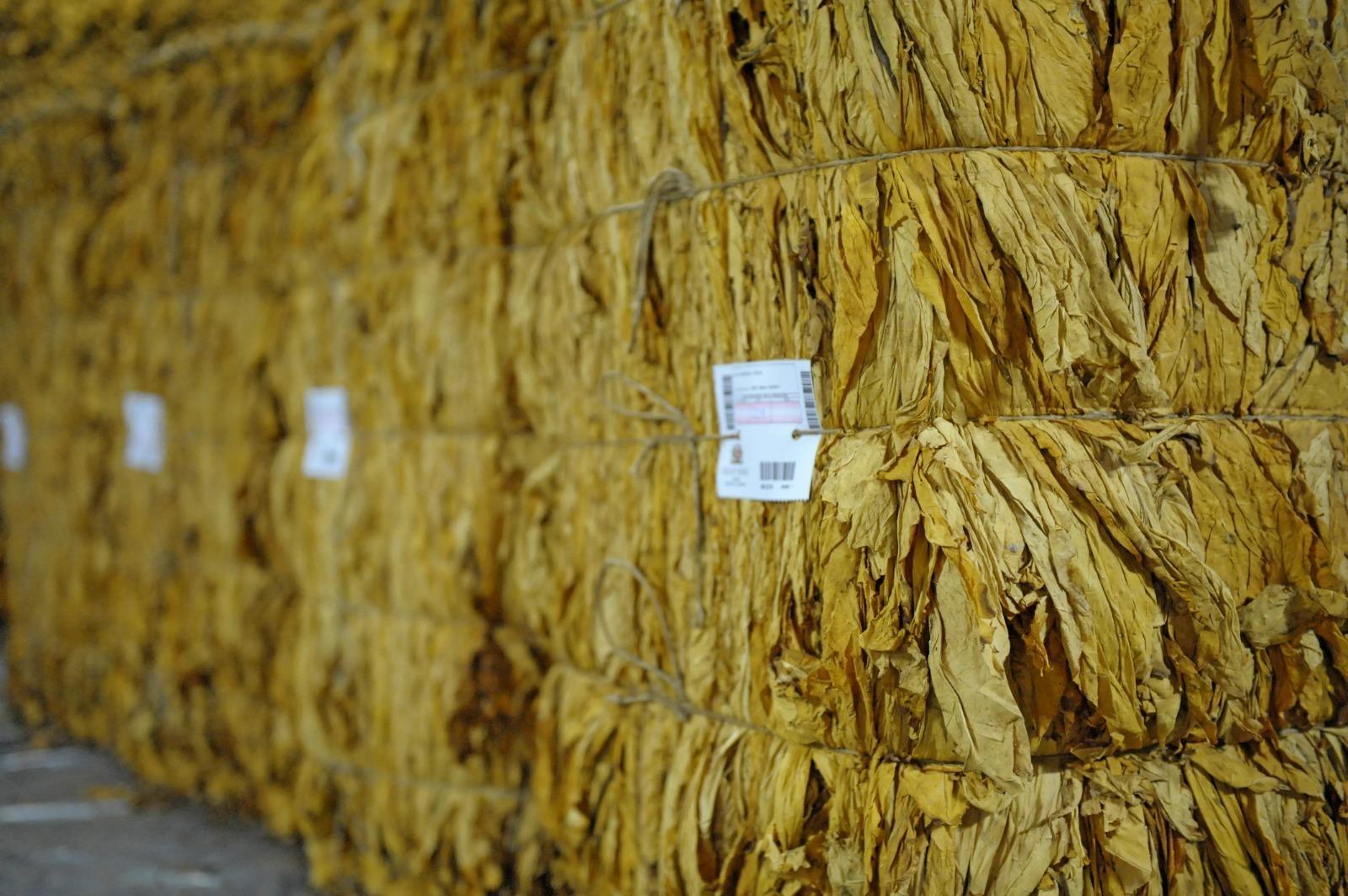 Produtores de tabaco levam a Brasília pedido por tabela única de preços