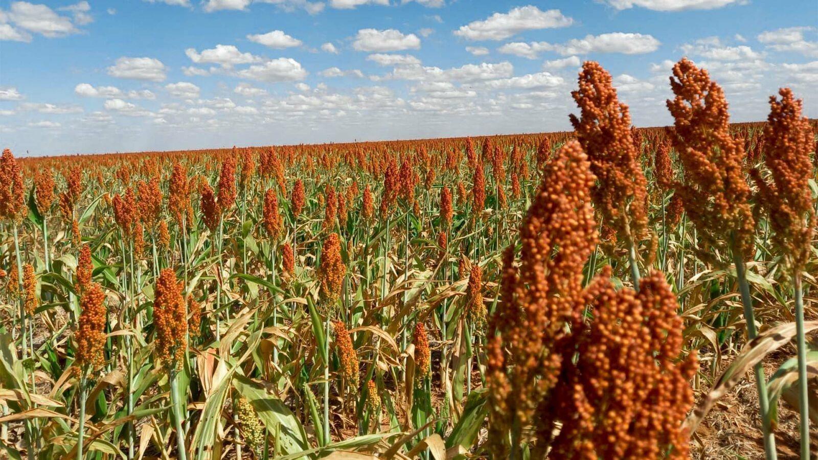 Produtores que queiram plantar sorgo na entressafra podem aproveitar programa de subsídio