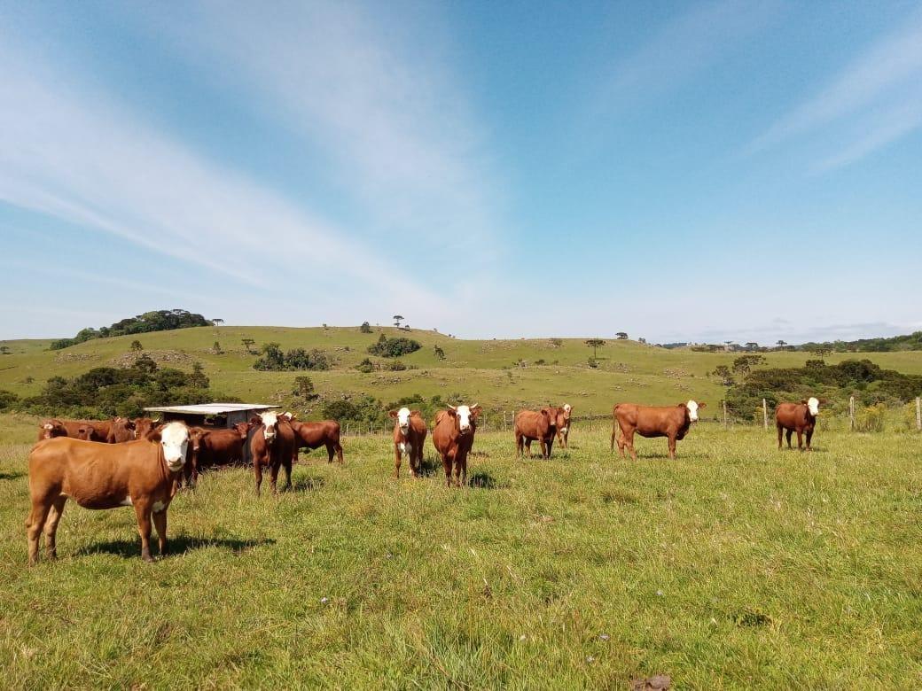 Produtores rurais catarinenses devem atualizar o cadastro agropecuário junto à Cidasc.