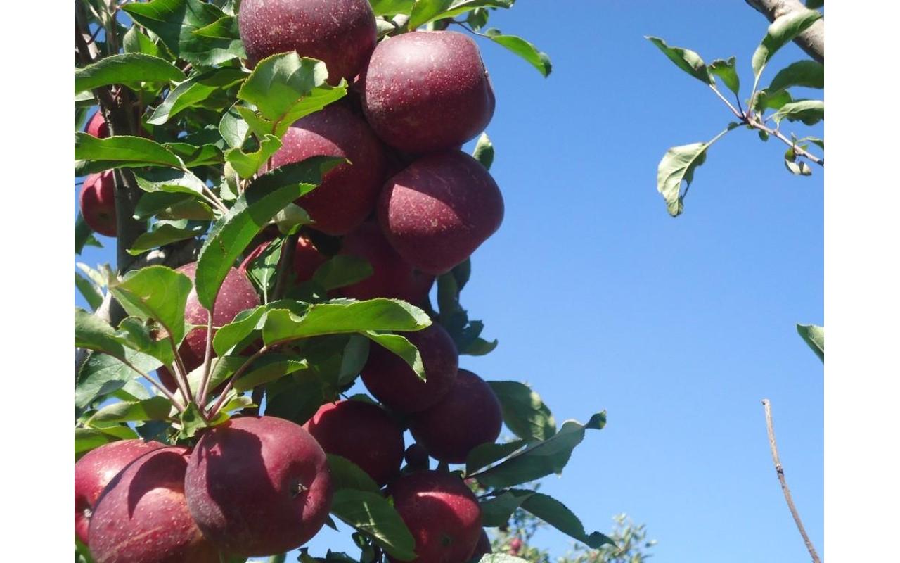 Produtores torcem para frio continuar e garantir boa produção de maçãs na Serra catarinense