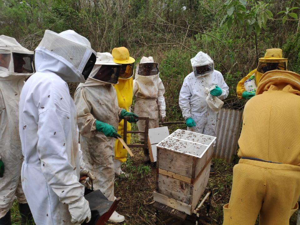 Programa de Assistência para apicultores de Ituporanga acompanha 30 apicultores por dois anos