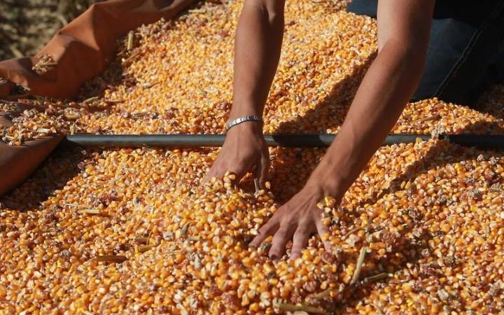 Programa especial de sementes de milho do governo do estado atende produtores da região