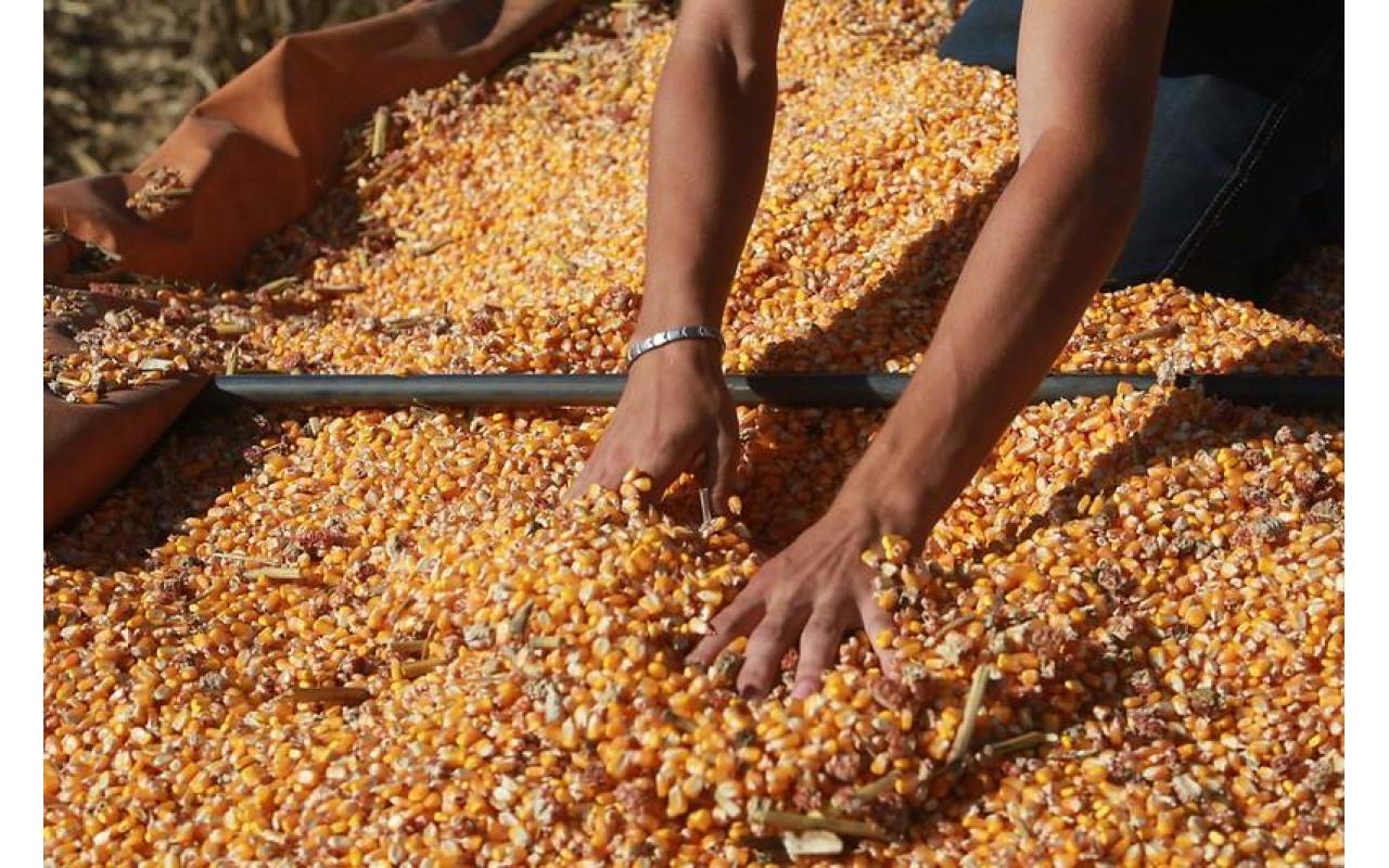 Programa especial de sementes de milho do governo do estado atende produtores da região