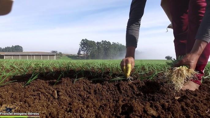 Programa SC Rural 2 promete investir US$ 150 milhões na agricultura familiar em Santa Catarina