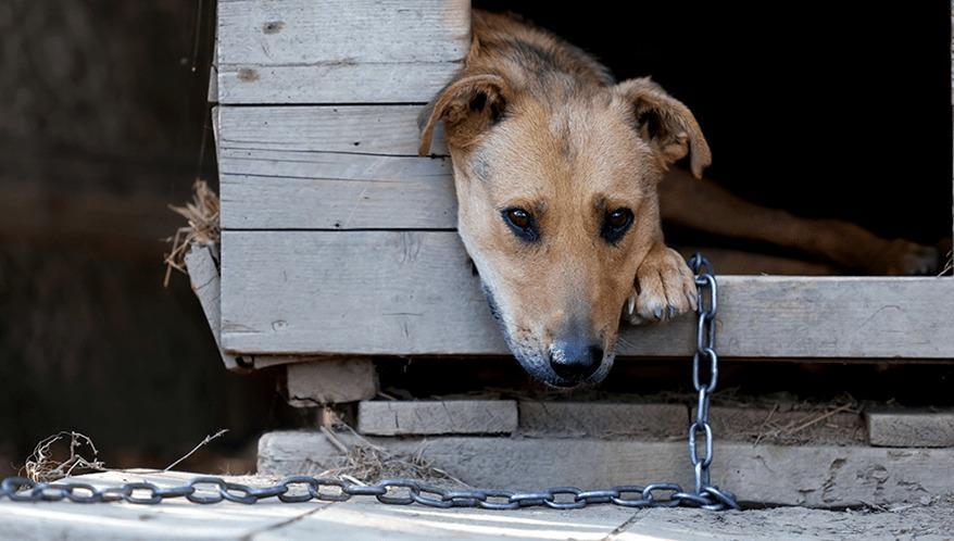 Projeto na Alesc prevê multa para quem acorrentar animais de modo inadequado