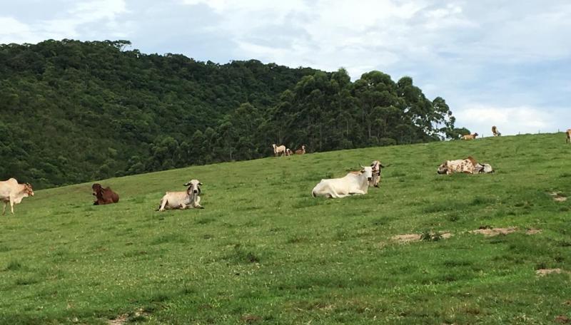 Propriedades da Grande Florianópolis são vistoriadas em operação contra farra do boi