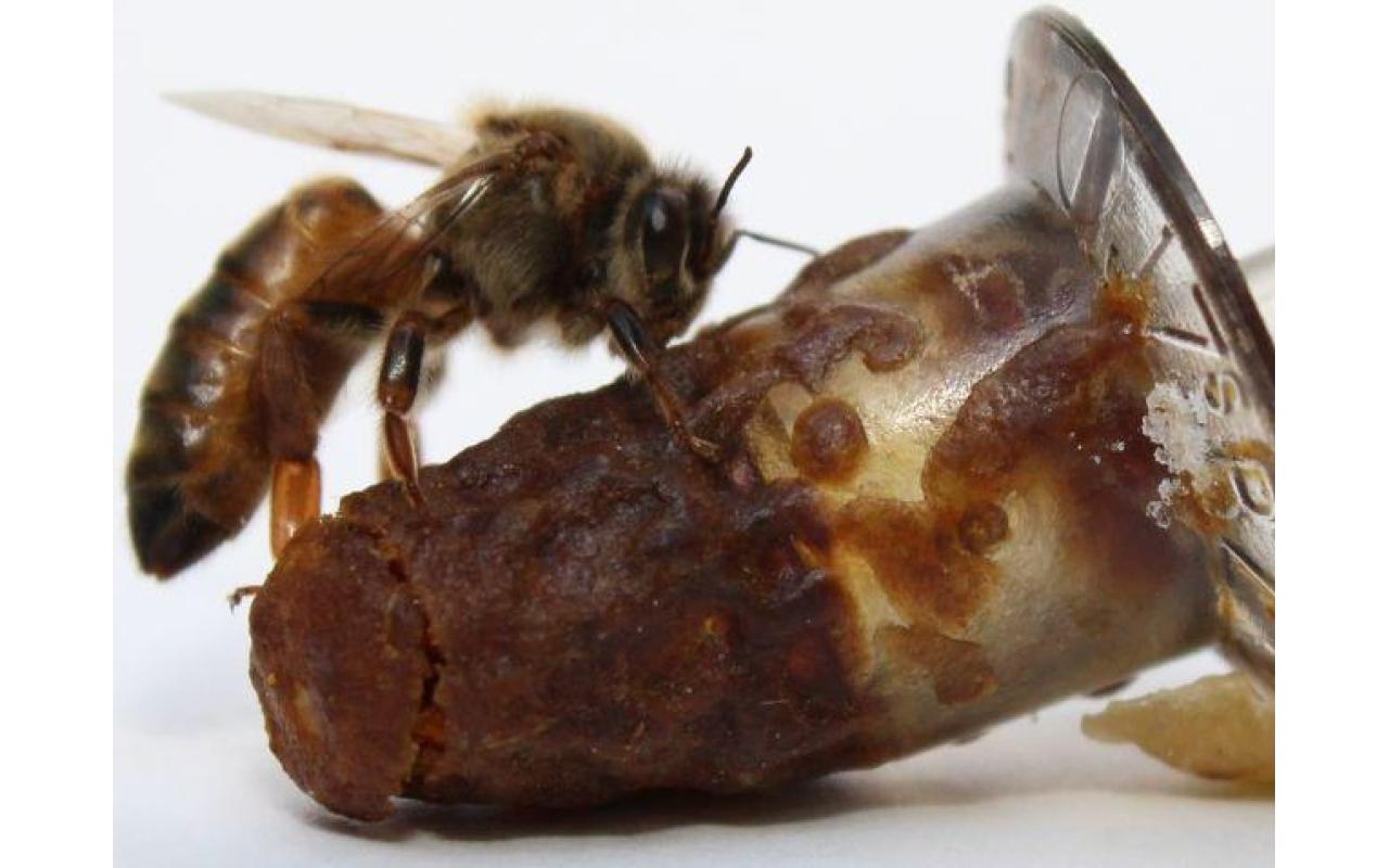 Publicação da Epagri ensina a selecionar e produzir abelhas rainhas