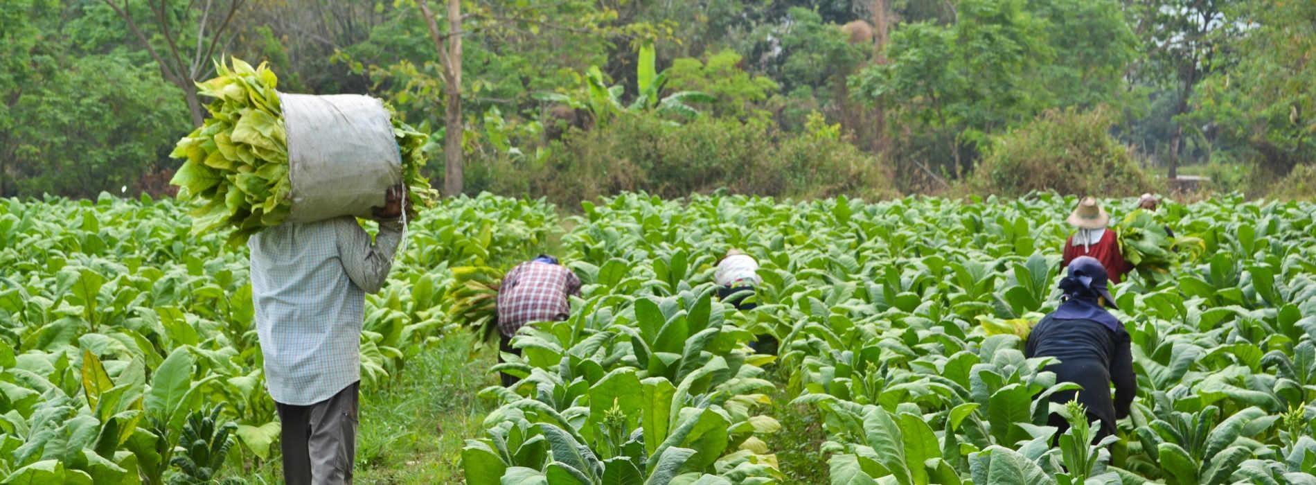 Quase 9.000 famílias deixaram de produzir tabaco na última safra
