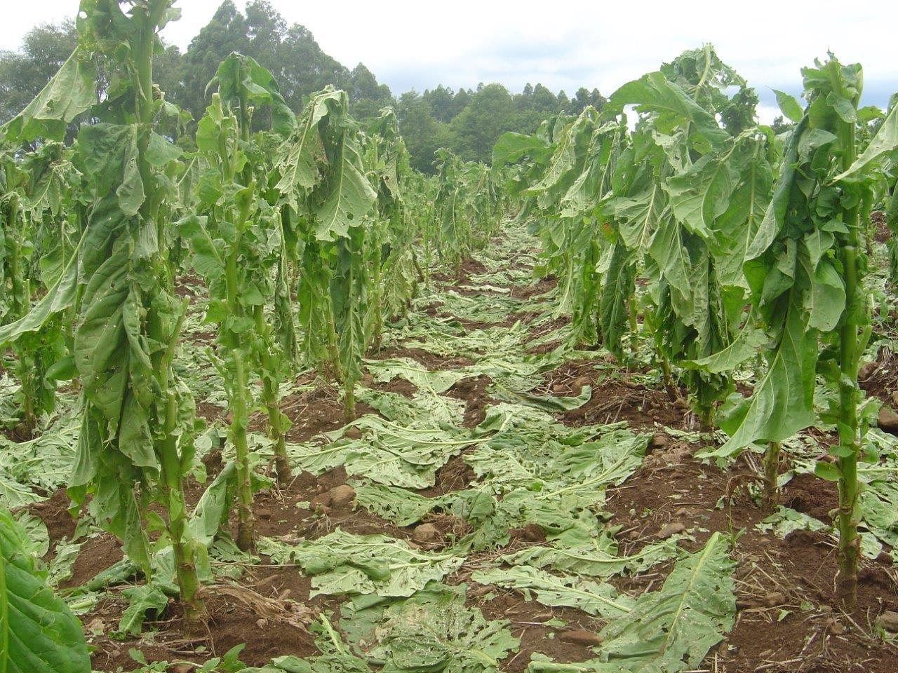 Quase mil lavouras de tabaco foram atingidas por granizo no final de semana na Região da Cebola