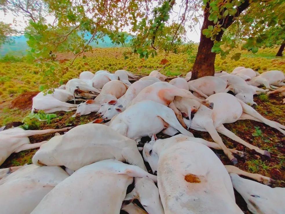 Raio atinge e mata mais de 40 cabeças de gado