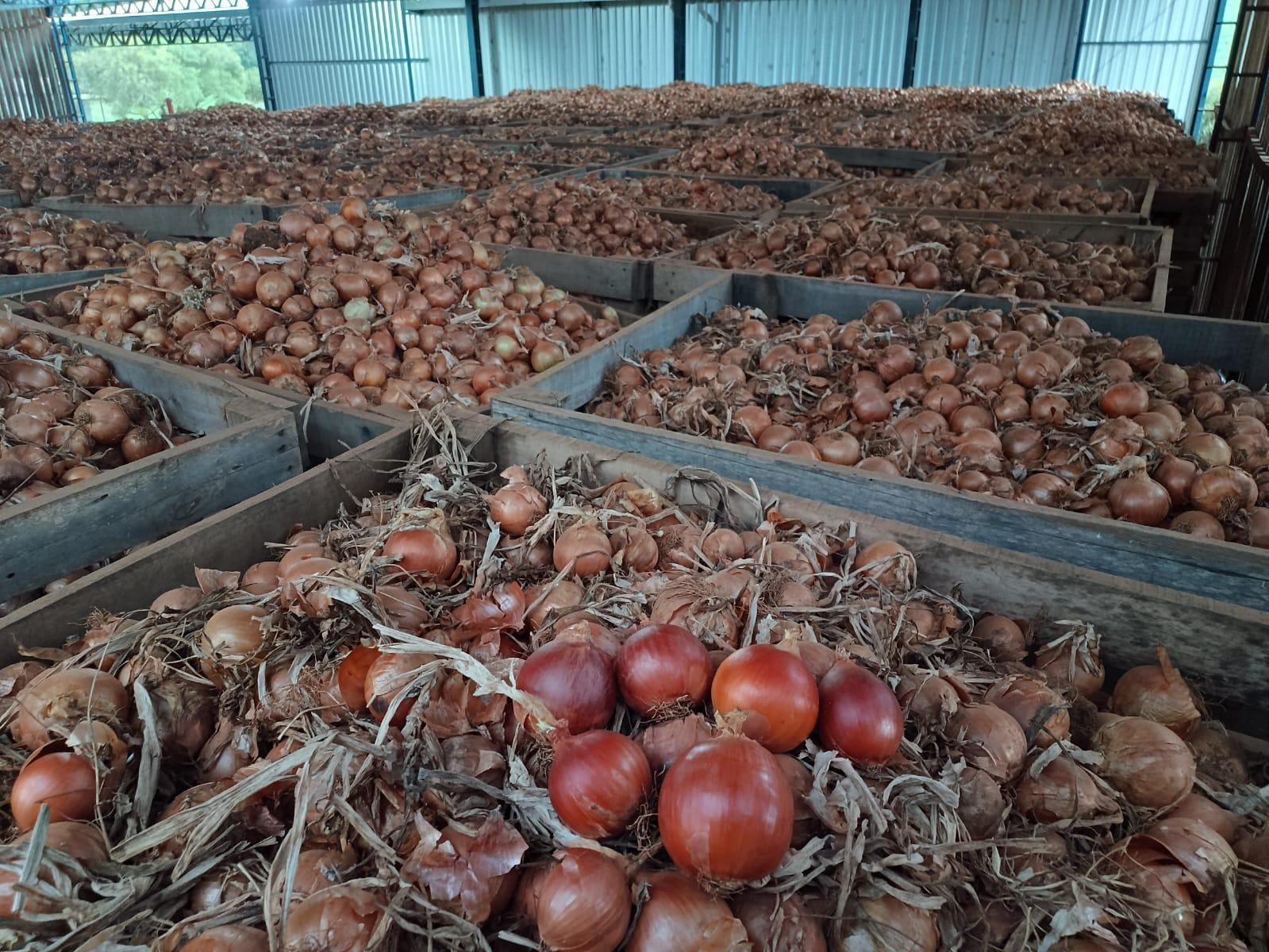Região de Ituporanga é responsável por produzir 45% da cebola de Santa Catarina 