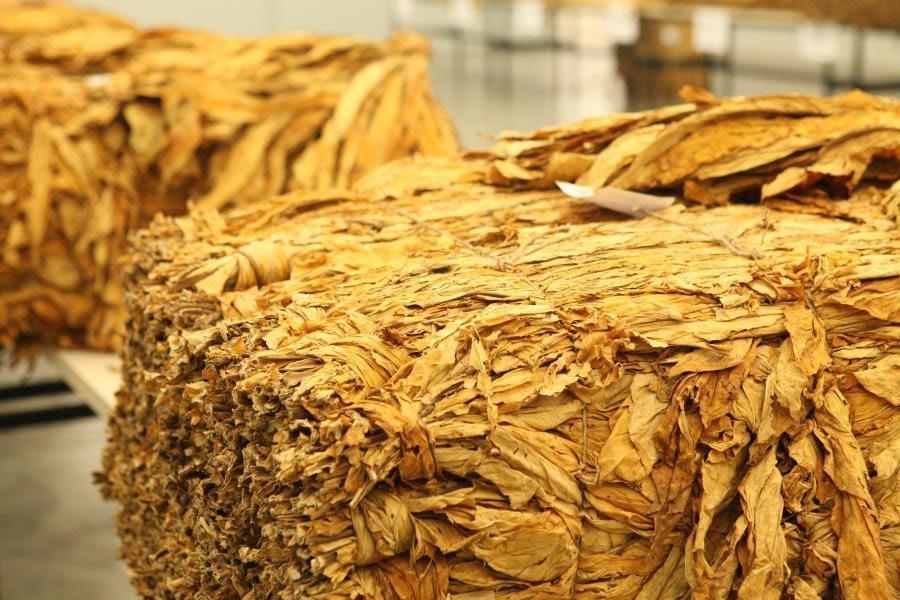 Representação dos produtores de tabaco e BAT assinam acordo